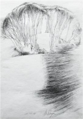 Hiddensee 3 Bauminsel Bleistift 35x25cm W.Dreysse